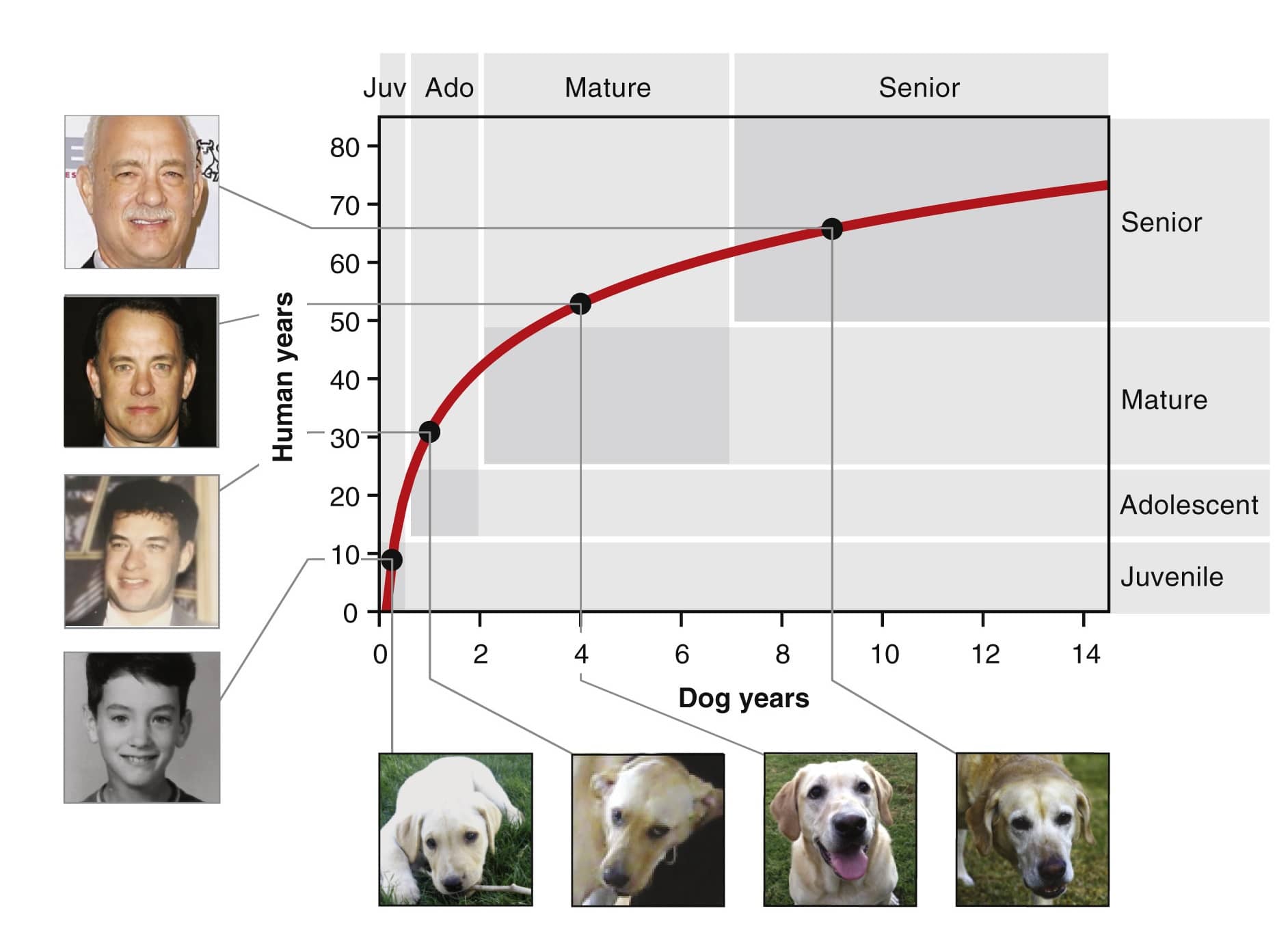 13 собачьих лет в человеческих